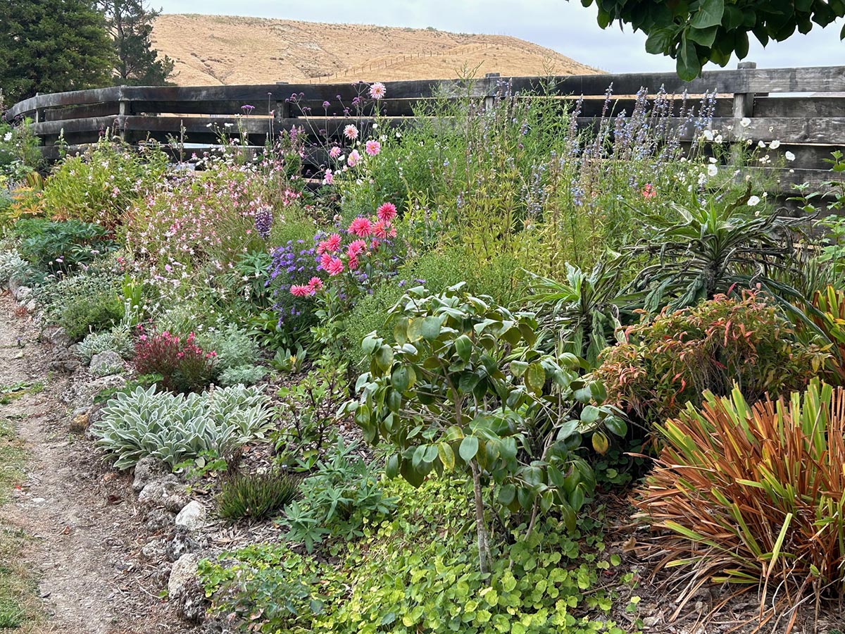 An example of a garden designed by Sage Design.
